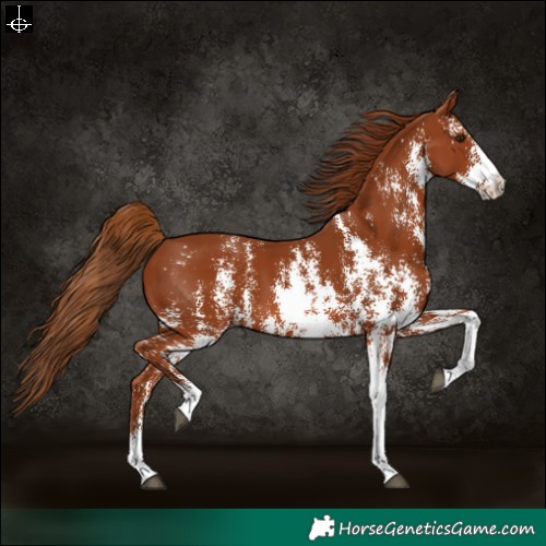 Horse Color:Chestnut Sabino