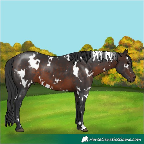 Horse Color:White Spotted Brown