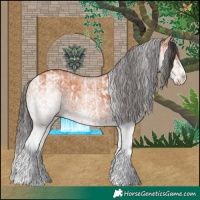 Horse Color:White Spotted Bay Splash  and White Spotted Bay Splash 