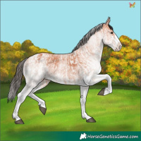 Horse Color:White Spotted Bay Splash and White Spotted Bay Splash