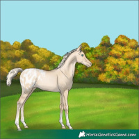 Horse Color:Palomino Pearl Dun Sabino Tobiano Appaloosa Rabicano
