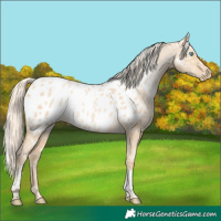 Horse Color:Palomino Pearl Dun Sabino Tobiano Appaloosa Rabicano 
