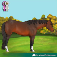 Horse Color:Brown 