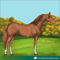Horse Color:Chestnut Sabino Tobiano Appaloosa Rabicano 