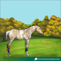 Horse Color:White Spotted Buckskin Dun