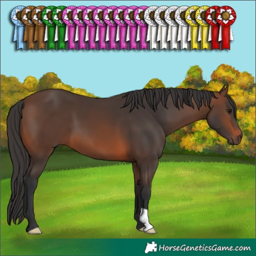 Horse Color:Brown 