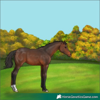 Horse Color:Brown 