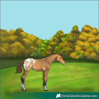 Horse Color:Buckskin Tobiano Appaloosa 