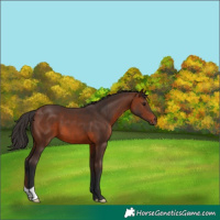 Horse Color:Brown 
