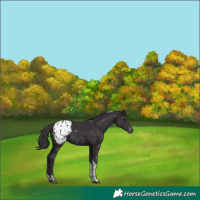 Horse Color:Smoky Black Tobiano Appaloosa