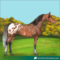 Horse Color:Bay Tobiano Blanket