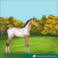 Horse Color:Buckskin Tobiano Appaloosa