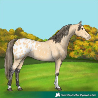 Horse Color:Buckskin Tobiano Appaloosa 