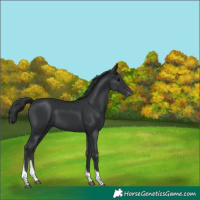 Horse Color:Black Tobiano Appaloosa 