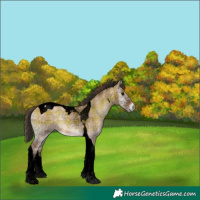 Horse Color:Void Plaid  Bay Onyx Tobiano 