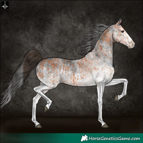 Horse Color:White Spotted Bay Splash  and White Spotted Black Splash 