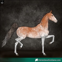 Horse Color:White Spotted Bay Splash  and White Spotted Bay Splash 