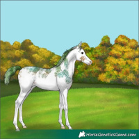 Horse Color:Watercolor White Spotted Bay Splash 