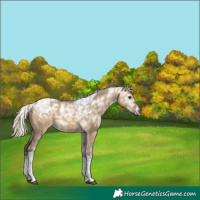 Horse Color:Gray Silver Bay Ice Dun Tobiano Rabicano 