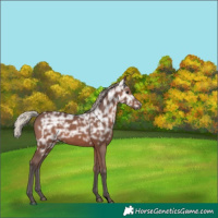 Horse Color:Gray Void Silver Bay Ice 