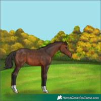 Horse Color:Brown 