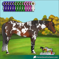 Horse Color:White Spotted Brown 