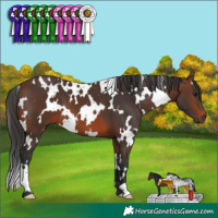 Horse Color:White Spotted Brown 