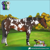 Horse Color:White Spotted Brown