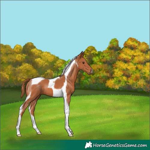 Horse Color:Chestnut Tobiano
