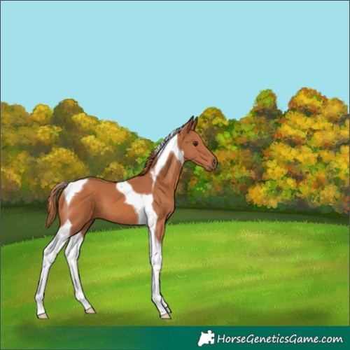 Horse Color:Chestnut Tobiano