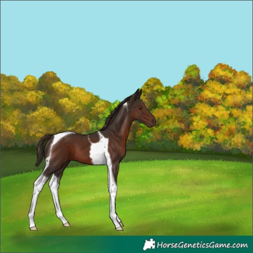 Horse Color:Liver Chestnut Tobiano 