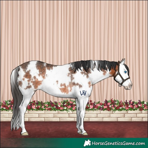 Horse Color:White Spotted Brown Splash Rabicano 