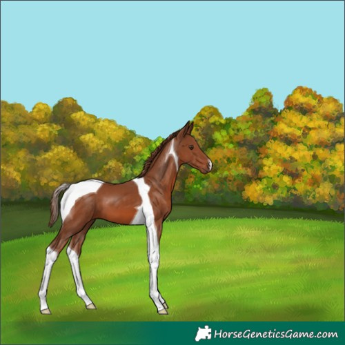 Horse Color:Chestnut Tobiano