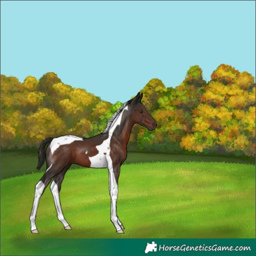 Horse Color:Liver Chestnut Tobiano
