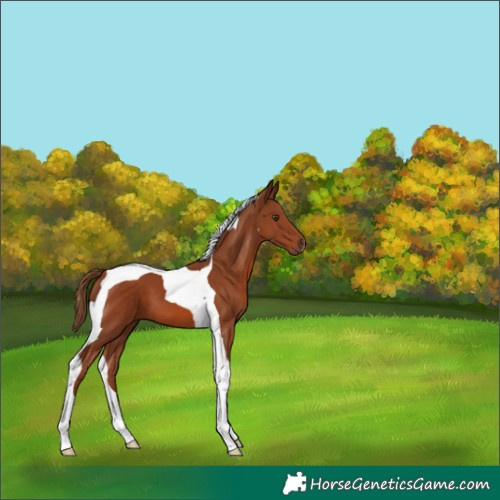 Horse Color:Chestnut Tobiano 