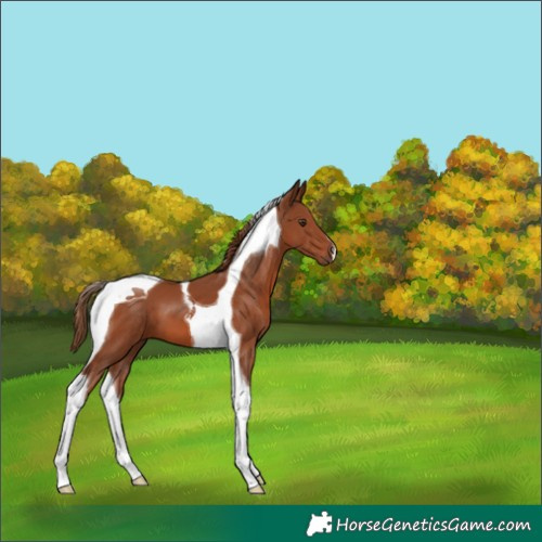 Horse Color:Chestnut Tobiano