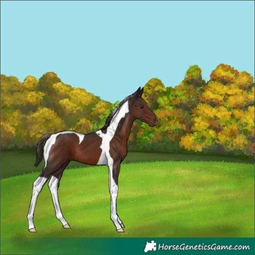 Horse Color:Liver Chestnut Tobiano 