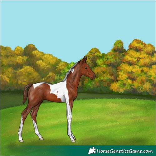 Horse Color:Chestnut Tobiano 