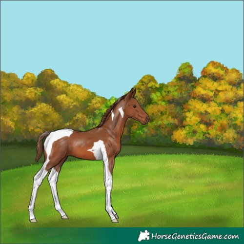 Horse Color:Chestnut Tobiano