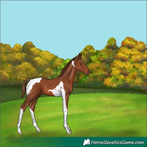 Horse Color:Chestnut Tobiano