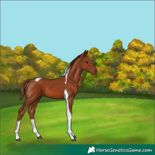 Horse Color:Chestnut Tobiano 