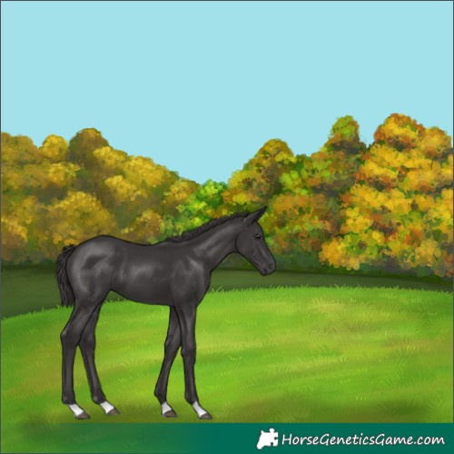 Horse Color:Smoky Black