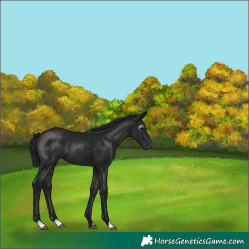 Horse Color:Gray Smoky Black