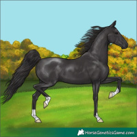 Horse Color:Smoky Black 