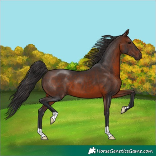 Horse Color:Brown 