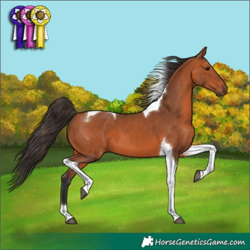 Horse Color:Bay Tobiano 