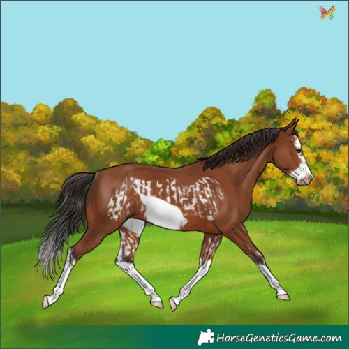 Horse Color:Bay Splash Frame  and Bay Splash Frame Rabicano 