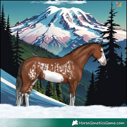 Horse Color:Bay Splash Frame and Bay Splash Frame Rabicano