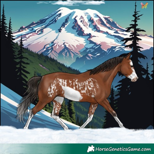 Horse Color:Bay Splash Frame and Bay Splash Frame Rabicano