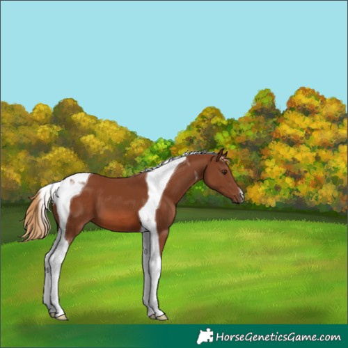 Horse Color:Chestnut Tobiano